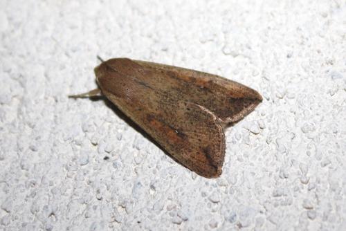 Mythimna unipuncta